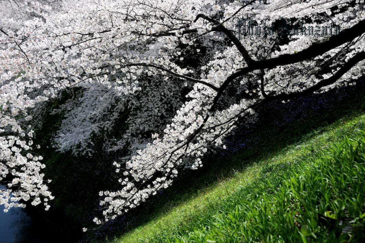 桜　2008